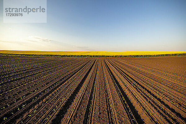 Reihen von Maissetzlingen in einem braun gepflügten Feld bei Sonnenuntergang