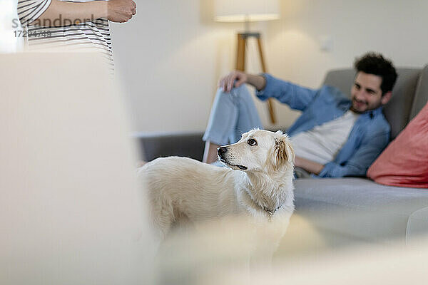 Niedlicher weißer Hund schaut seinen Besitzer im Wohnzimmer an