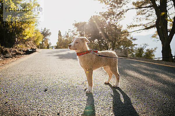 Hund mit Haustierhalsband und Leine auf der Straße stehend