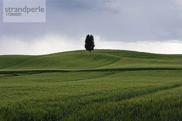 Grünes Grasland im Frühling mit einem einsamen Baum im Hintergrund