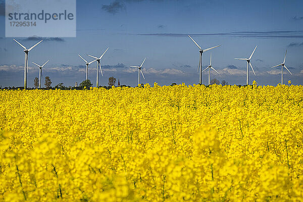 Rapsfeld mit Windpark im Hintergrund