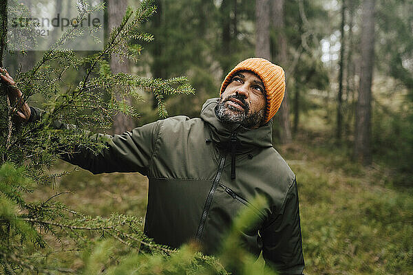 Älterer männlicher Forscher  der beim Wandern im Wald nach oben schaut