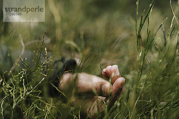 Abgeschnittene Hand eines Mannes  der Gras im Wald berührt
