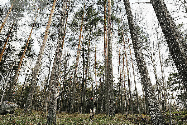 Männlicher Wanderer erkundet unter Bäumen im Wald