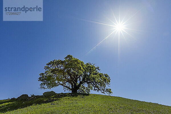 USA  Kalifornien  Walnut Creek  Die Sonne scheint über einer einzelnen kalifornischen Eiche auf einer grünen Wiese im Frühling