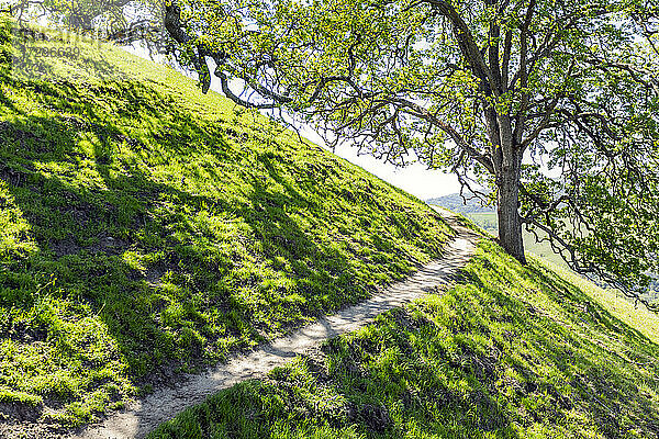 USA  Kalifornien  Walnut Creek  Kalifornien Eichenbäume auf grasbewachsenem Hügel im Frühling