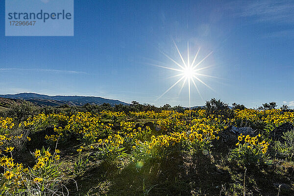 USA  Idaho  Boise  Die Sonne scheint über einem Feld mit Pfeilwurz (Balsamorhiza sagittata)