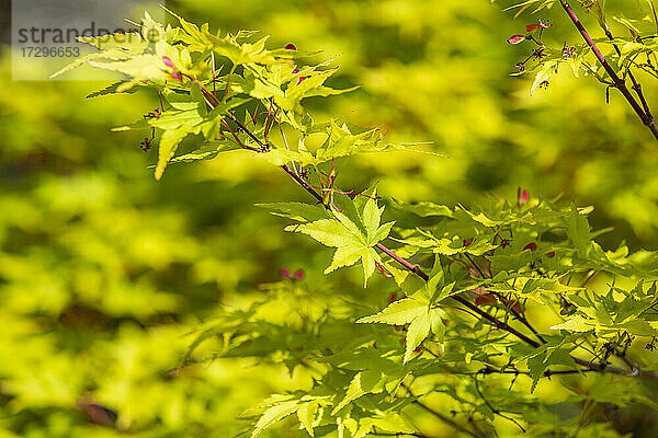 Nahaufnahme der Blüten des Japanischen Ahorns (Acer palmatum) im Frühling