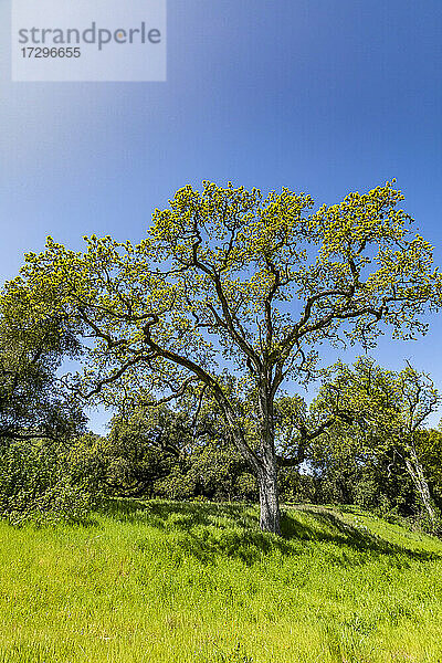 USA  Kalifornien  Walnut Creek  Kalifornien Eichenbäume auf grüner Wiese in der Frühlingszeit