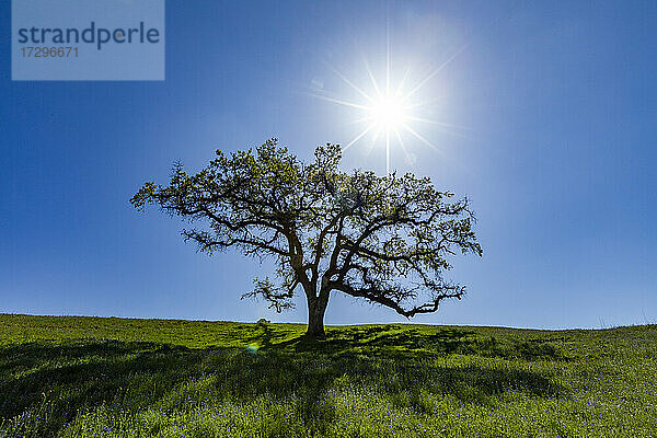 USA  Kalifornien  Walnut Creek  Die Sonne scheint über einer einzelnen kalifornischen Eiche auf einer grünen Wiese im Frühling