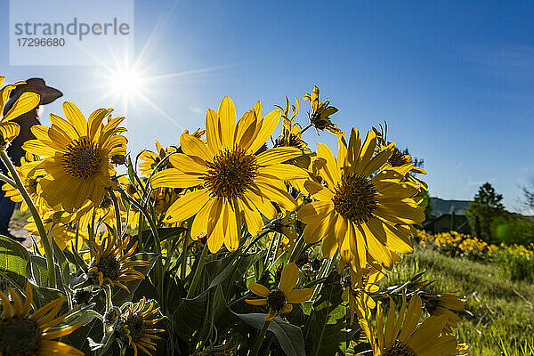 USA  Idaho  Boise  Die Sonne scheint über einem Feld mit Pfeilwurz (Balsamorhiza sagittata)