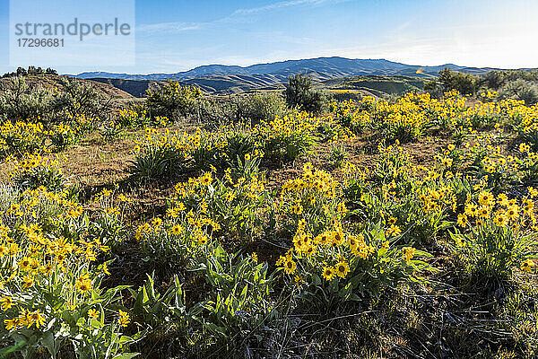 USA  Idaho  Boise  Feld mit Pfeilwurz-Balsamwurzel (Balsamorhiza sagittata)