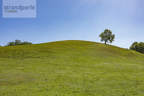 USA  Kalifornien  Walnut Creek  Kalifornien Eichenbaum in grünem Hügel im Frühling