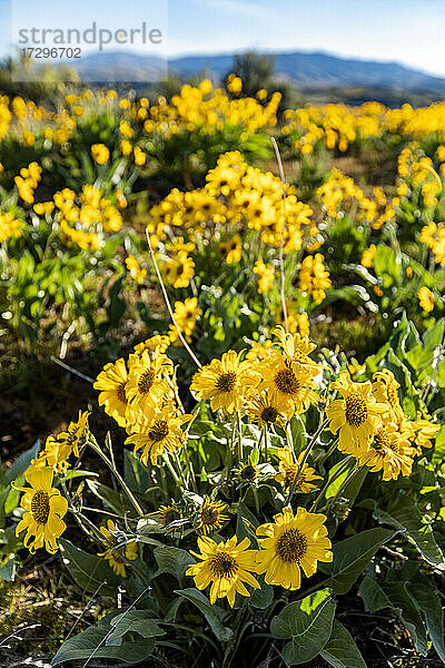 USA  Idaho  Boise  Feld mit Pfeilwurz-Balsamwurzel (Balsamorhiza sagittata)