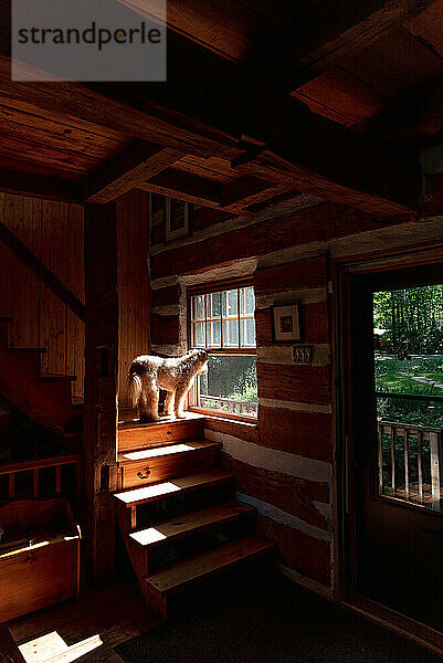 Flauschiger Hund  der von der Treppe aus dem Fenster eines Blockhauses schaut.