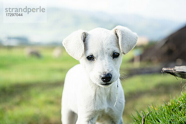 Schöner weißer Babyhund auf dem Feld