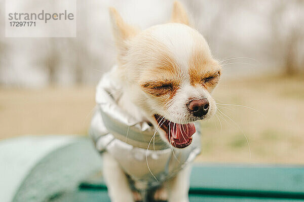 Porträt eines süßen reinrassigen Chihuahuas. Chihuahua Welpe auf der Bank. Chihuahua  Hund  Welpe  Hund in einer grauen Weste in der Natur. Welpe in Kleidung.