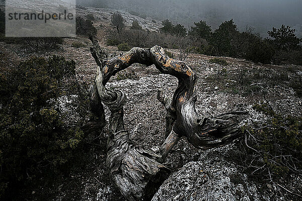 Ancient Old Twisted Wacholder Baum mit Nebel auf Berg klettern