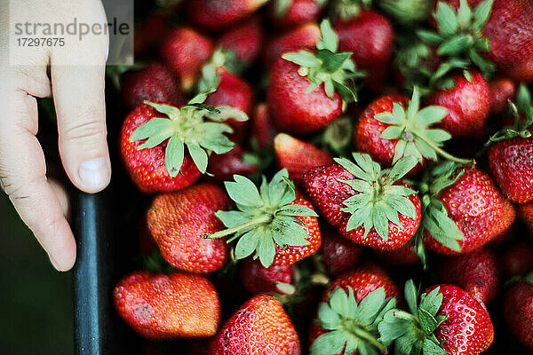 Ausgeschnittenes Bild einer Frau mit Erdbeeren auf einem Bauernhof