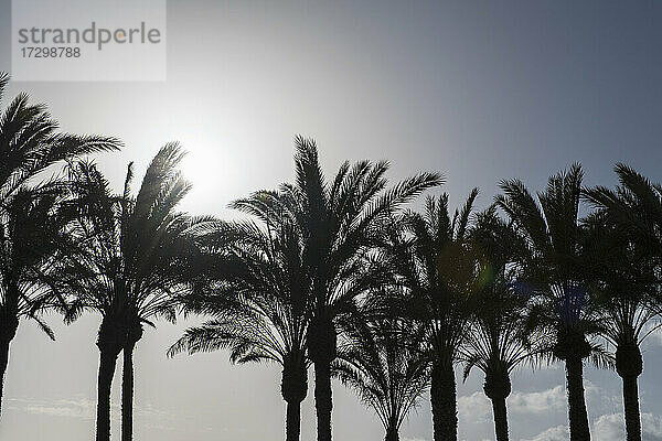 Silhouette von Palmen in Maspalomas auf den Kanarischen Inseln