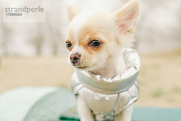 Porträt eines süßen reinrassigen Chihuahuas. Chihuahua-Welpe auf der Bank. Chihuahua  Hund  Welpe  Hund in einer grauen Weste in der Natur. Welpe in Kleidung.