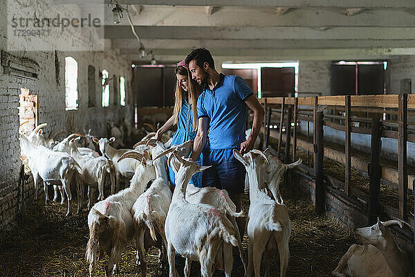 Ehepaar beim Füttern von Ziegen auf dem Bauernhof  Blick auf viele Ziegenköpfe  Landwirtschaft  ökologisch