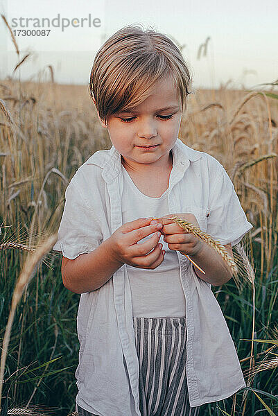 Porträt eines glücklichen 5 Jahre kleinen niedlichen Jungen  der ein weißes Hemd trägt und im Weizenfeld steht