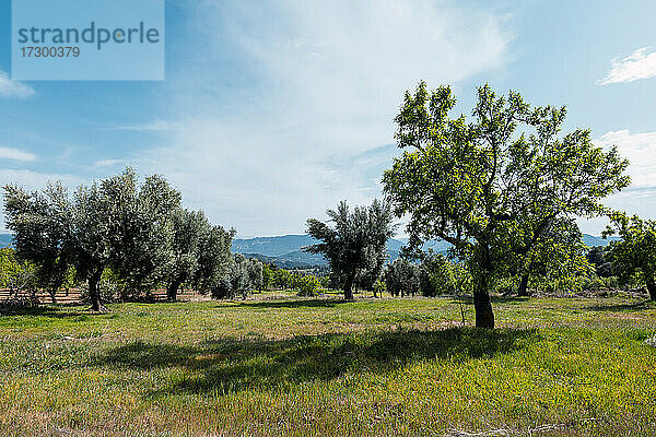 landschaft mit oliven- und mandelbäumen in spanien