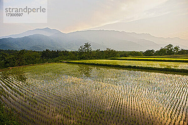 Bewässerte Reisfelder in der Nähe des Nationalparks Seoraksan