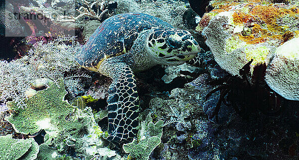 Echte Karettschildkröte frisst Korallen am Meeresboden in Raja Ampat