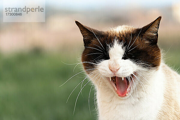 Porträt einer Katze mit offenem Maul auf isoliertem Outdoor-Hintergrund.