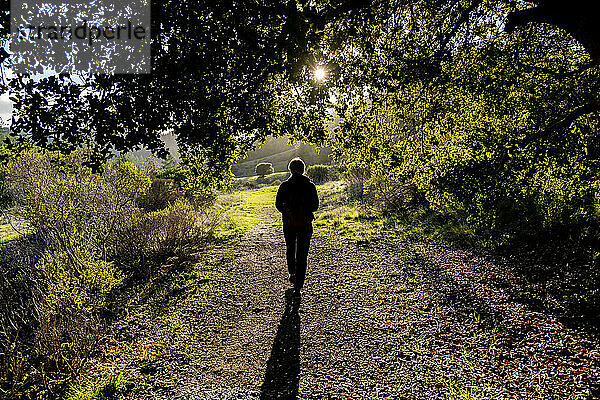 Silhouette eines Wanderers  der unter einer Eiche auf den sonnenbeschienenen Weg hinausgeht