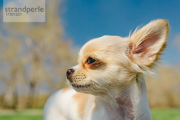 Porträt eines süßen reinrassigen Chihuahuas. Weißer Chihuahua Welpe