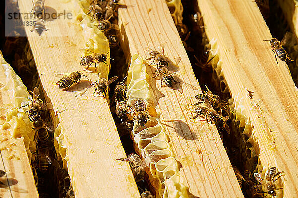 Einige Bienen arbeiten  um den süßen Honig zu gewinnen
