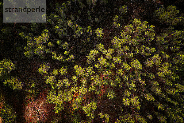 Drohne über der Draufsicht von Kiefern in einer roten Herbstlandschaft