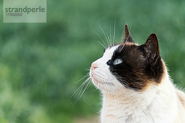 Porträt einer Katze mit Blick auf den Himmel isoliert auf Outdoor-Hintergrund.