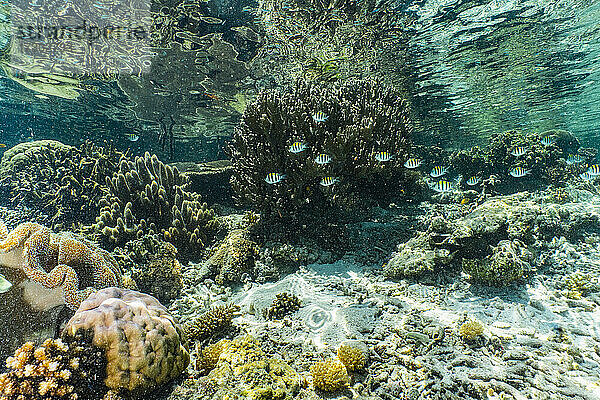 Unterwasserlandschaft und Weichkorallen in Raja Ampat / Indonesien