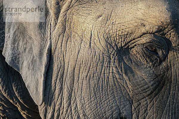 Elefantenauge aus nächster Nähe im Tierschutzgebiet im Goldenen Dreieck
