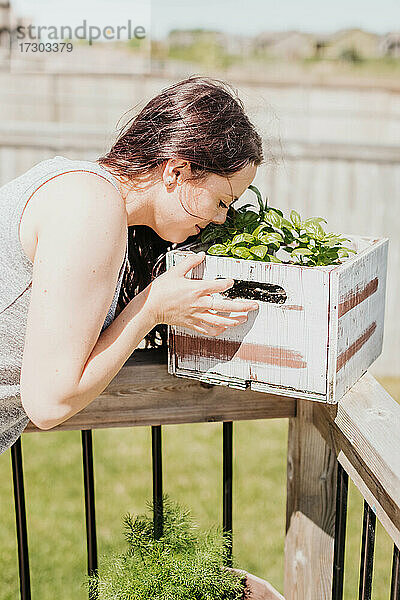 Frau riecht an frischem grünen Basilikum  das in einem Pflanzgefäß auf der Veranda im Hinterhof wächst