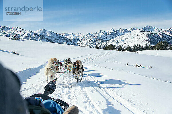 Rückansicht von Schlittenhunden  die einen Schlitten durch eine verschneite Landschaft ziehen