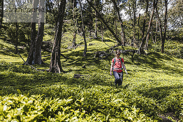 Frau wandert durch üppiges grünes Laub im Pololu Valley  Hawaii