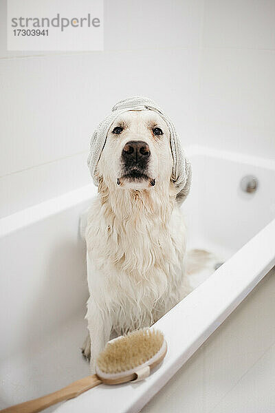 Golden Retriever beim Baden im Badezimmer