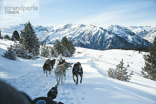 Rückansicht von Schlittenhunden  die einen Schlitten durch eine verschneite Landschaft ziehen  einer bellt