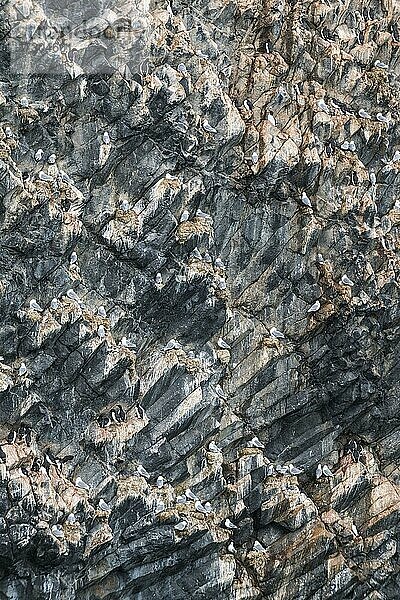Riesige Seevogelkolonie auf der spektakulären Felsformation aus Säulenbasalt  Skala Rubini oder Rubini-Felsen  Archipel Franz Josef Land  Russland  Europa