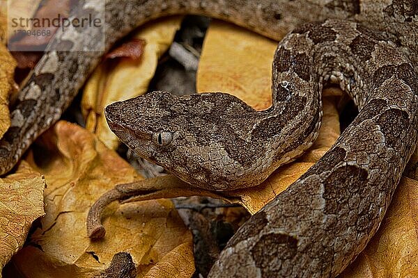 Sri Lanka Höckernasenviper (Hypnale nepa) Nepal