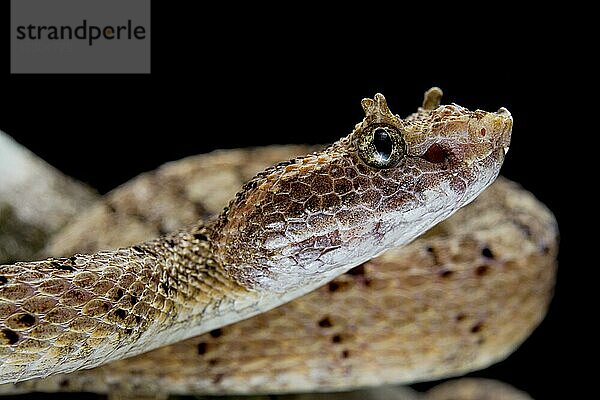 Fan Si Pan Gehörnte Grubenotter (Protobothrops cornutus) Vietnam