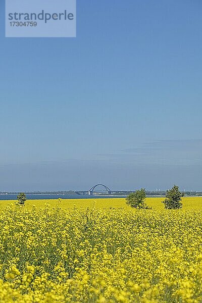 Fehmarnsundbrücke  Rapsfeld bei Lütjenbrode  Großenbrode  Schleswig-Holstein  Deutschland  Europa