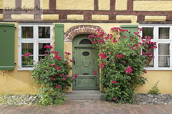 Rosen blühen vor einem Fachwerkhaus  Johanniskloster  Hansestadt Stralsund  Mecklenburg-Vorpommern  Deutschland  Europa