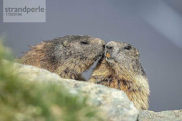 Zwei Alpenmurmeltiere (Marmota marmota)  küssend  Nationalpark Hohe Tauern  Kärnten  Österreich  Europa