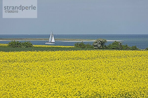 Rapsfeld bei Lütjenbrode  Segelboot  Großenbrode  Schleswig-Holstein  Deutschland  Europa